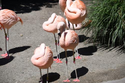 Chilean Flamingos in Seattle Woodland Park Zoo