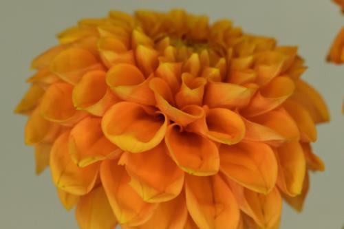 Orange colored flower