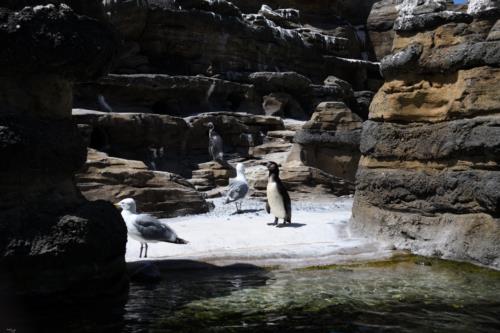Humboldt Penguins near water