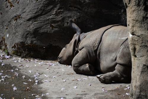 Sleeping Assam Rhino in Seattle Woodland Park Zoo