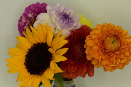 Bunch of colorful Flowers