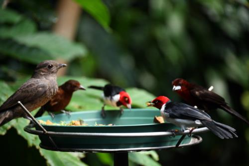 Group of Birds eating from a plate