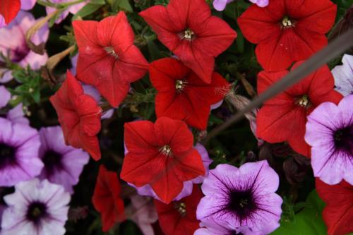 Red and Violet flowers