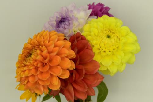 Variety Flowers