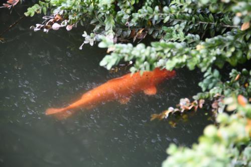 Orange colored Koi Fish in pond