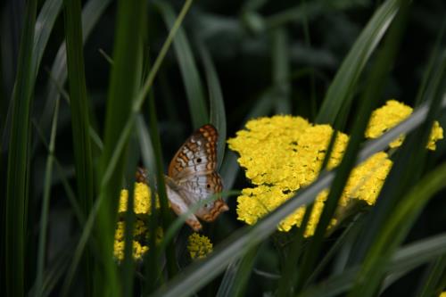 Biden Flower and Butterfly