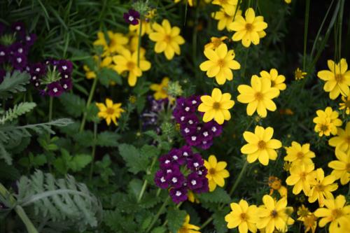 Bidens and Butterfly