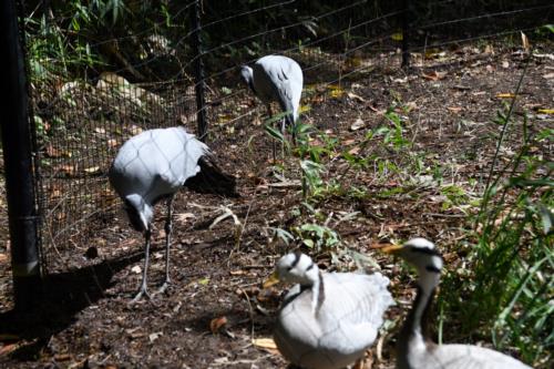 Birds in Seattle Woodland Park Zoo