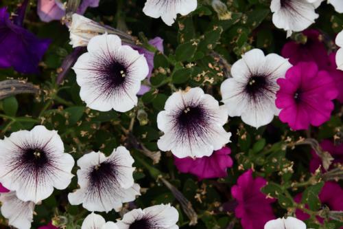Pretty white flowers with purple tinge at the center