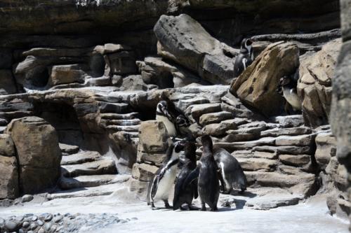 Humboldt Penguins in Seattle Woodland Park Zoo