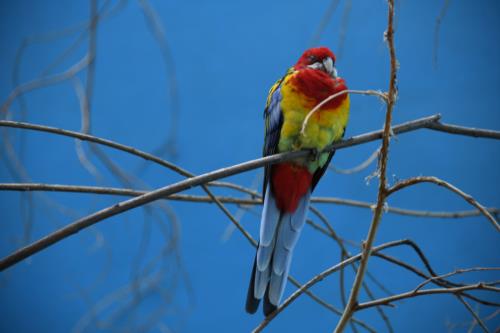Colorful Bird sitting on a tree