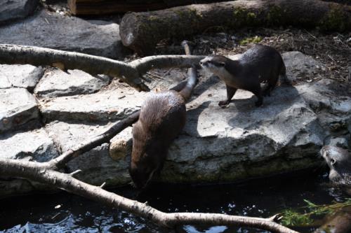 Otters playing in the water