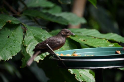 Brown Bird eating