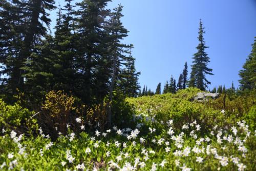 Flowers on the Paradise Slope during Summer