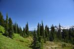 Greenery around Mount Rainier, Paradise