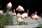 A flock of Pink Flamingos
