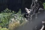 Black bear behind a rock