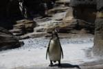 Penguin near water