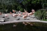 Flamingos by water