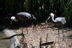 Hooded Cranes in Seattle Woodland Park Zoo