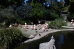 Chilean Flamingos in Seattle Woodland Park Zoo