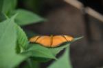 Orangle Butterfly